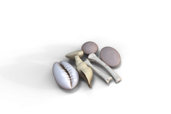 cowry
